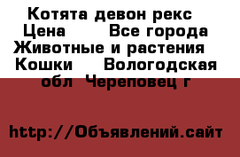 Котята девон рекс › Цена ­ 1 - Все города Животные и растения » Кошки   . Вологодская обл.,Череповец г.